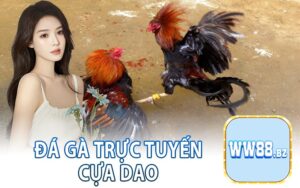 Đá Gà Trực Tuyến Cựa Dao